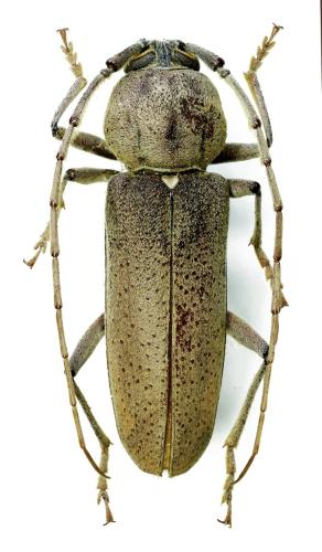 Hesperophanes sericeus